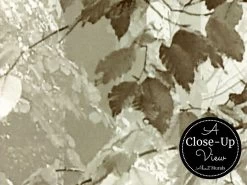 Brown Autumn Wallpaper 8 Brown Autumn Wallpaper -Wallpaper Mural Shop Brown Autumn Wallpaper Close up About Murals