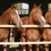 Brown Horses Wallpaper