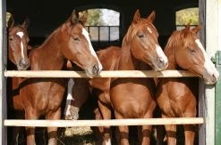 Brown Horses Wallpaper