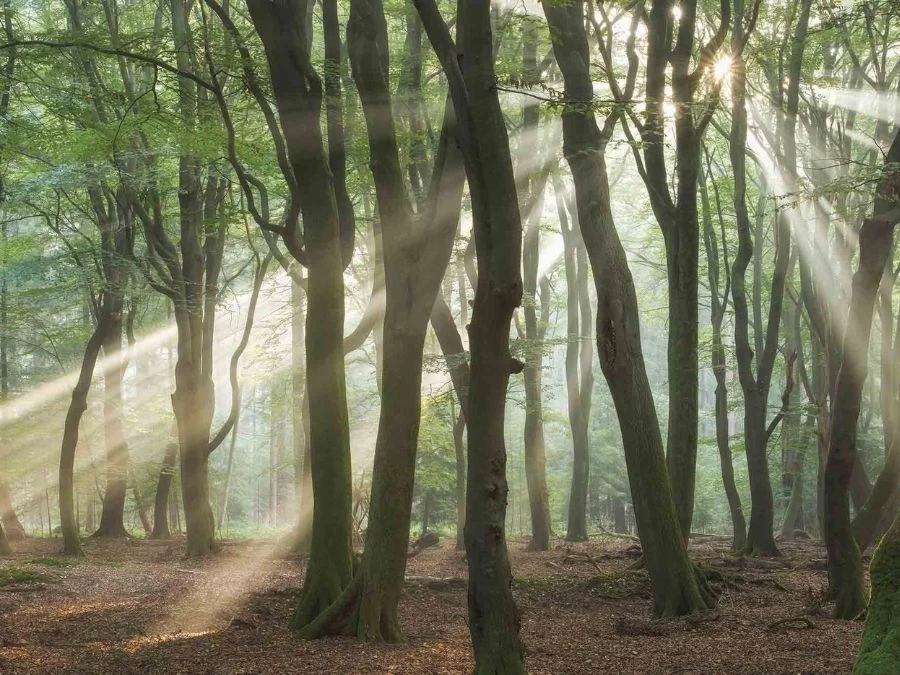 Calming Forest Wallpaper 2 Calming Forest Wallpaper - Image 2