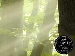 Calming Forest Wallpaper 7 Calming Forest Wallpaper -Wallpaper Mural Shop Calming Forest Wallpaper Close up About Murals
