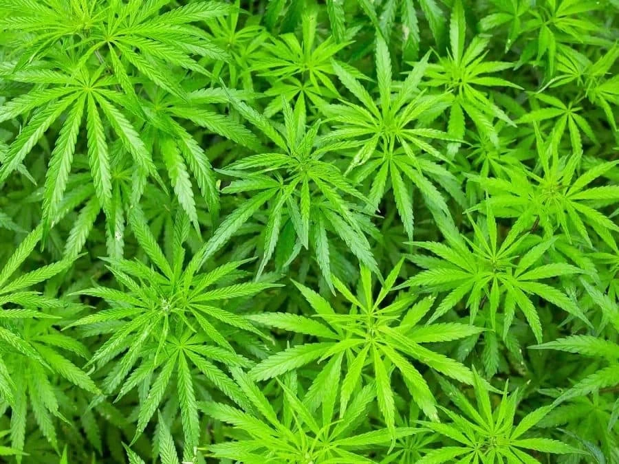 Cannabis Wallpaper 2 Cannabis Wallpaper - Image 2