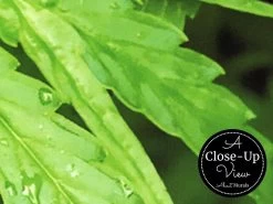 Cannabis Wallpaper 6 Cannabis Wallpaper -Wallpaper Mural Shop Cannabis Wallpaper Close up About Murals