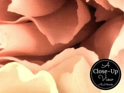 Carnation Wallpaper 6 Carnation Wallpaper -Wallpaper Mural Shop Carnation Wallpaper Close up View About Murals