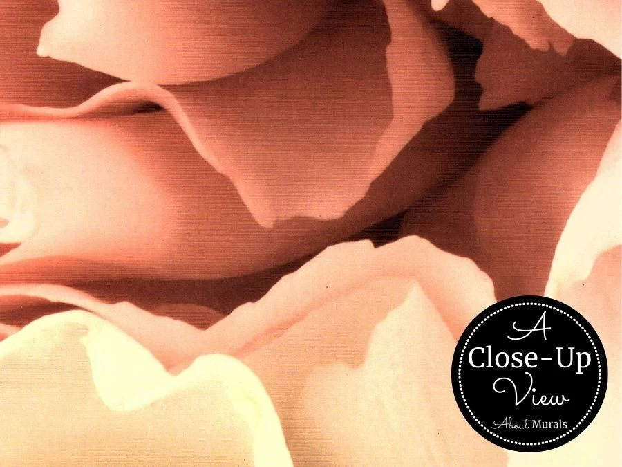 Carnation Wallpaper 3 Carnation Wallpaper - Image 3