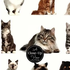 Cat Wall Mural 5 Cat Wall Mural -Wallpaper Mural Shop Cat Wall Mural Close up About Murals