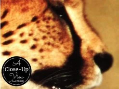 Cheetah Wallpaper 6 Cheetah Wallpaper -Wallpaper Mural Shop Cheetah Wallpaper Close up About Murals