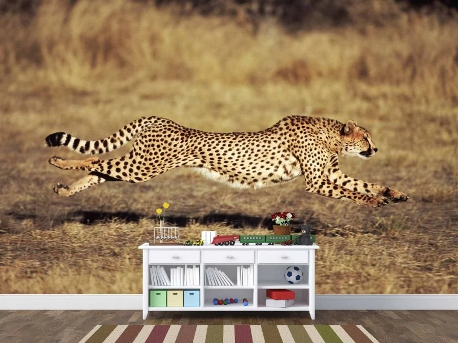 Cheetah Wallpaper 1 Cheetah Wallpaper