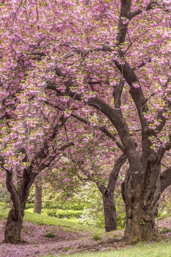 Cherry Blossom Tree Wallpaper 2 Cherry Blossom Tree Wallpaper - Image 2