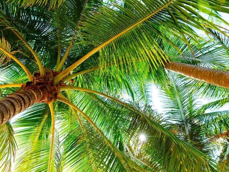 Coconut Tree Wallpaper 2 Coconut Tree Wallpaper - Image 2