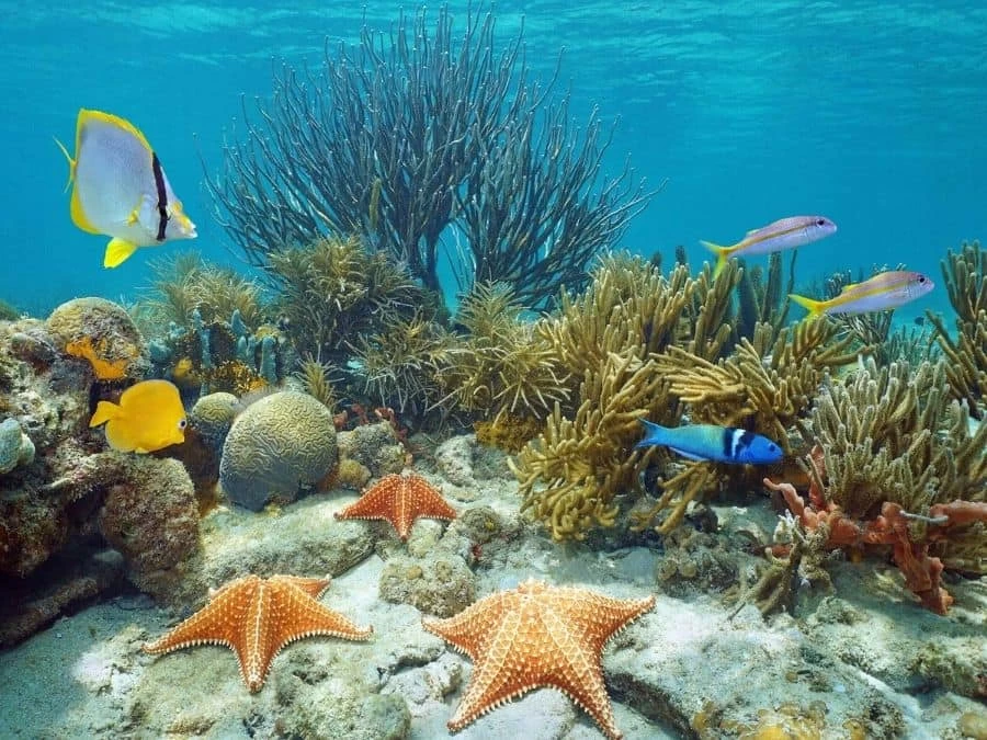 Coral Reef Wallpaper 2 Coral Reef Wallpaper - Image 2