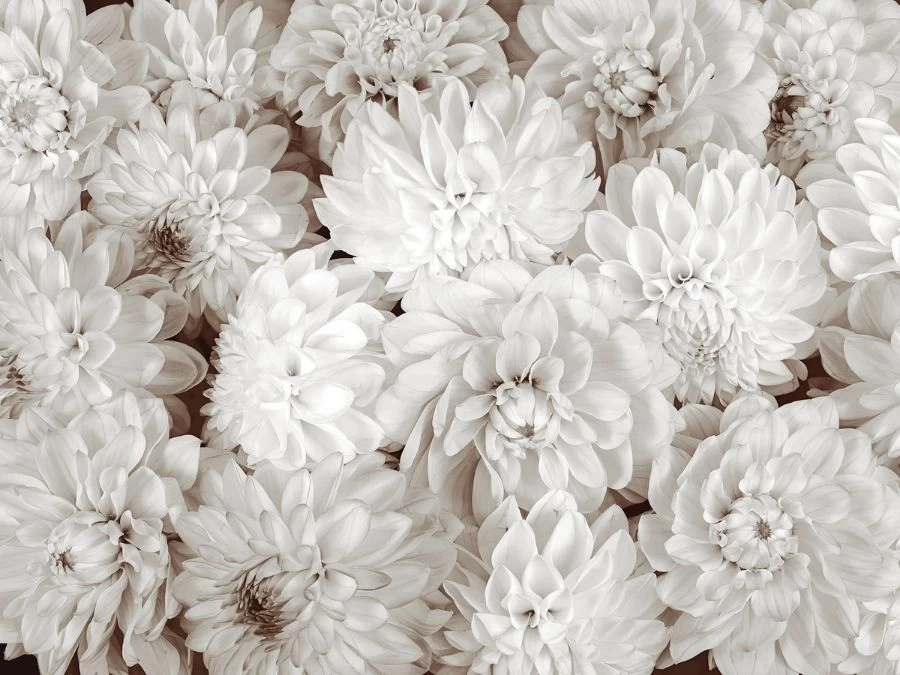 Dahlia Wallpaper 2 Dahlia Wallpaper - Image 2