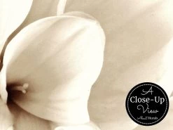 Dahlia Wallpaper 6 Dahlia Wallpaper -Wallpaper Mural Shop Dahlia Wallpaper Close up About Murals