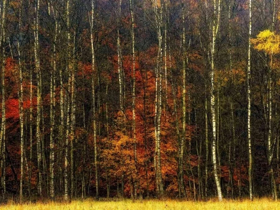 Dark Fall Wallpaper 2 Dark Fall Wallpaper - Image 2