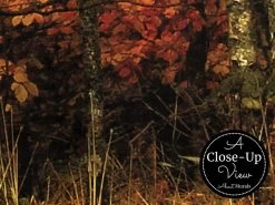 Dark Fall Wallpaper 6 Dark Fall Wallpaper -Wallpaper Mural Shop Dark Fall Wallpaper Close up About Murals