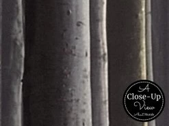 Dark Forest Wallpaper -Wallpaper Mural Shop Dark Forest Wallpaper Close up About Murals