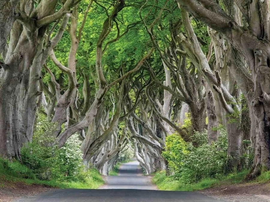 Dark Hedges Wallpaper 2 Dark Hedges Wallpaper - Image 2