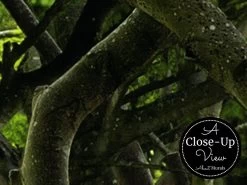 Dark Hedges Wallpaper 6 Dark Hedges Wallpaper -Wallpaper Mural Shop Dark Hedges Wallpaper Close up About Murals