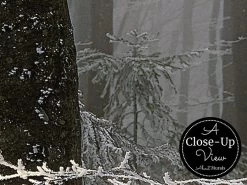 Dark Winter Forest Wallpaper -Wallpaper Mural Shop Dark Winter Forest Wallpaper Close up About Murals