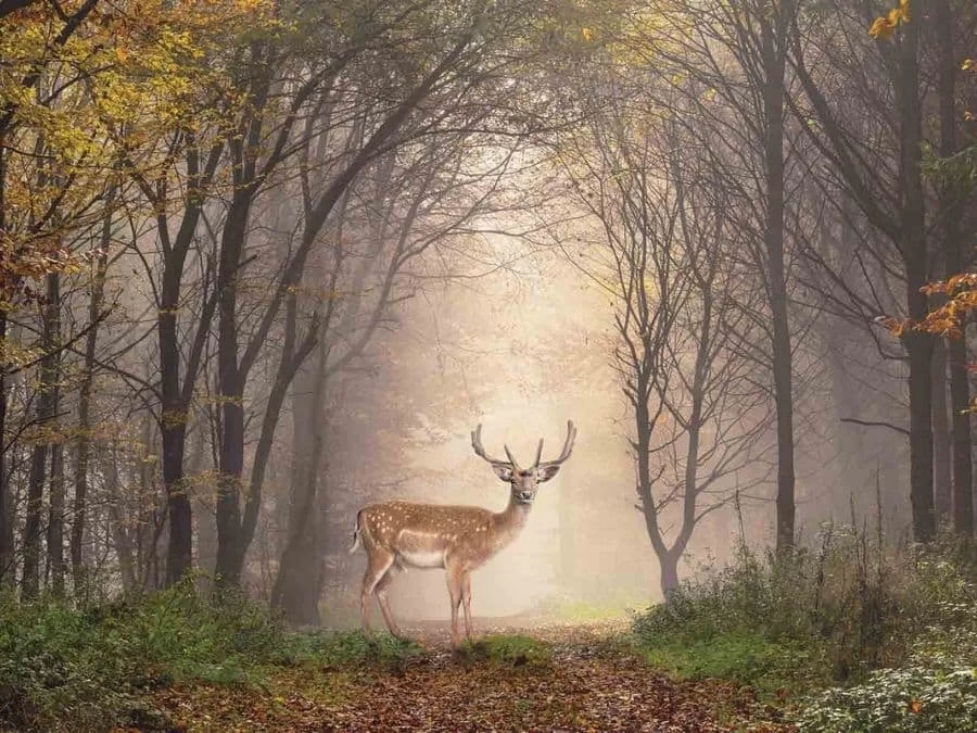 Deer Wallpaper 2 Deer Wallpaper - Image 2