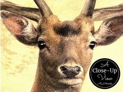 Deer Wallpaper 6 Deer Wallpaper -Wallpaper Mural Shop Deer Wallpaper Close up View About Murals