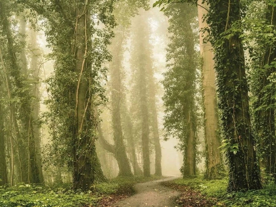 Dense Forest Wallpaper 2 Dense Forest Wallpaper - Image 2