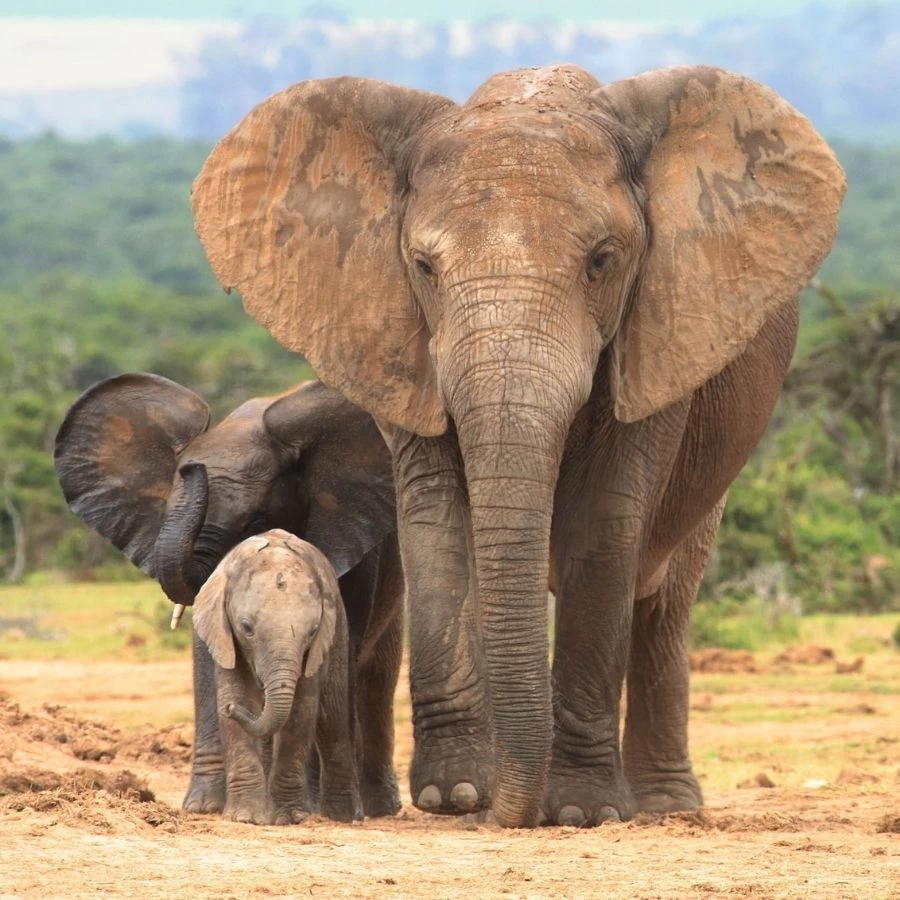 Elephant Mural 2 Elephant Mural - Image 2