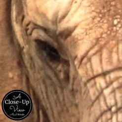 Elephant Mural 5 Elephant Mural -Wallpaper Mural Shop Elephant Mural Close up About Murals