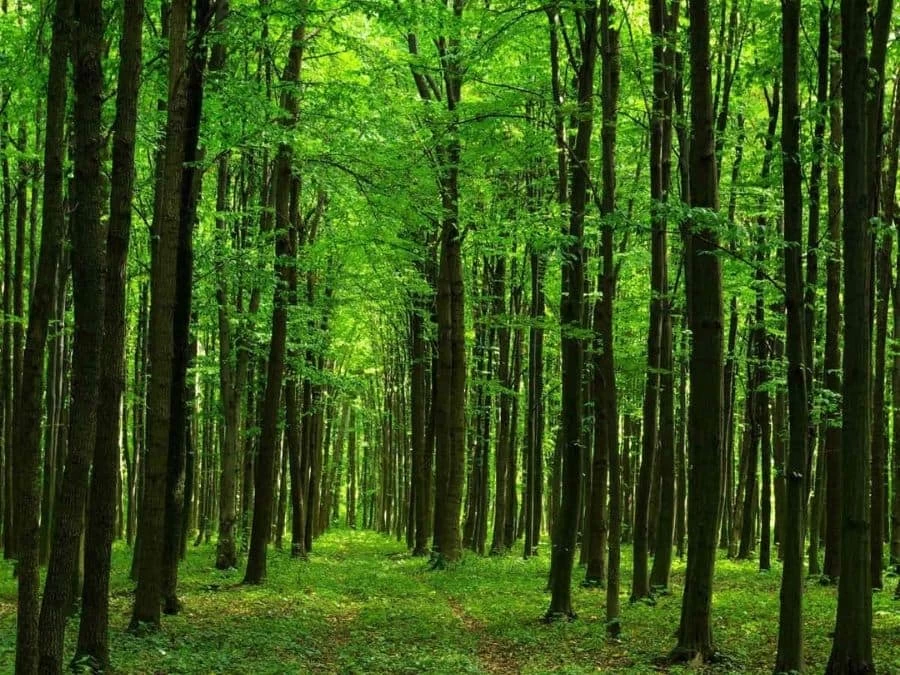 Emerald Forest Wallpaper 2 Emerald Forest Wallpaper - Image 2