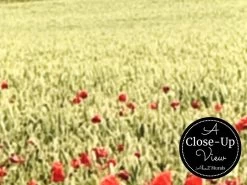 English Countryside Wallpaper 6 English Countryside Wallpaper -Wallpaper Mural Shop English Countryside Wallpaper Close up About Murals