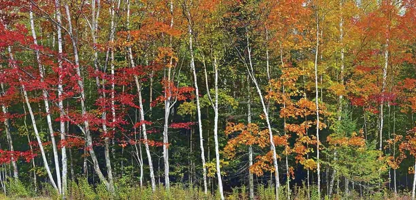 Fall Color Wallpaper 2 Fall Color Wallpaper - Image 2