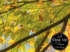 Fall Forest Wallpaper 6 Fall Forest Wallpaper -Wallpaper Mural Shop Fall Forest Wallpaper Close up About Murals