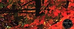 Fall Road Wallpaper -Wallpaper Mural Shop Fall Road Wallpaper Close up About Murals