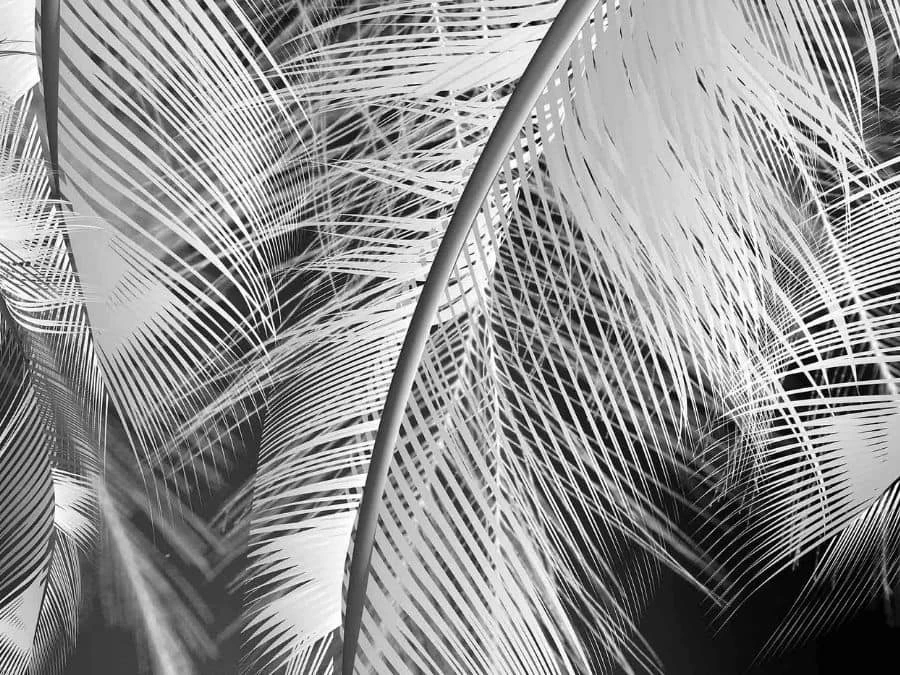 Feather Wallpaper 2 Feather Wallpaper - Image 2