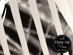 Feather Wallpaper 6 Feather Wallpaper -Wallpaper Mural Shop Feather Wallpaper Closeup About Murals