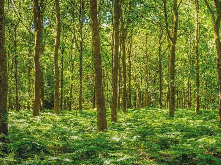 Fern Forest Wallpaper 2 Fern Forest Wallpaper - Image 2