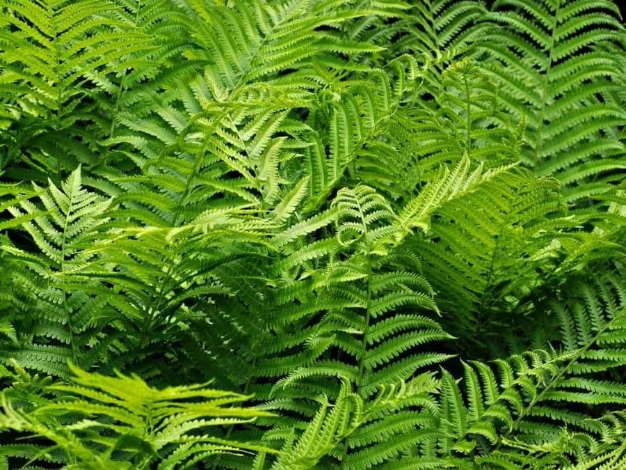 Fern Wallpaper 2 Fern Wallpaper - Image 2