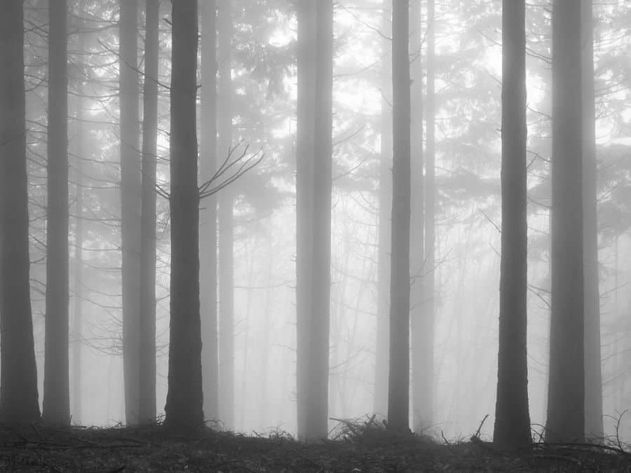 Fir Forest Wallpaper 2 Fir Forest Wallpaper - Image 2
