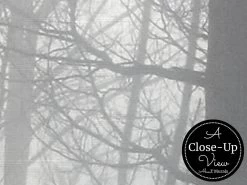 Fir Forest Wallpaper 7 Fir Forest Wallpaper -Wallpaper Mural Shop Fir Forest Wallpaper Close up About Murals