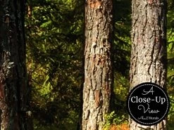 Fir Wallpaper -Wallpaper Mural Shop Fir Wallpaper Close up About Murals