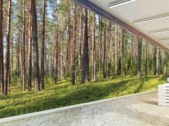 Fir Wallpaper -Wallpaper Mural Shop Fir Wallpaper Forest Themed Office About Murals