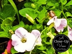 Flower Market Wallpaper 6 Flower Market Wallpaper -Wallpaper Mural Shop Flower Market Wallpaper Close up About Murals