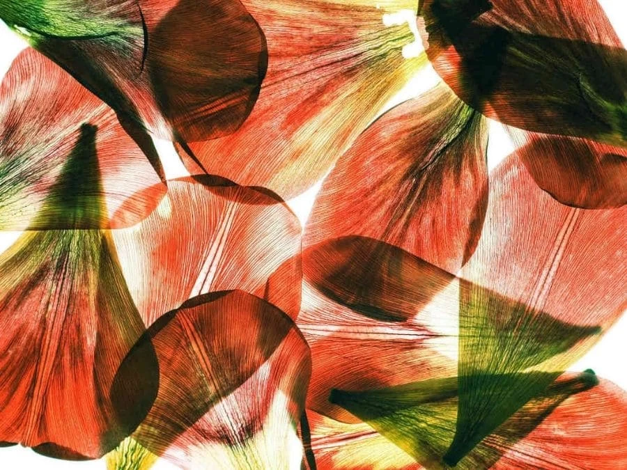 Flower Petal Wallpaper 2 Flower Petal Wallpaper - Image 2