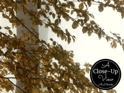 Foggy Autumn Wallpaper -Wallpaper Mural Shop Foggy Autumn Wallpaper Close up About Murals