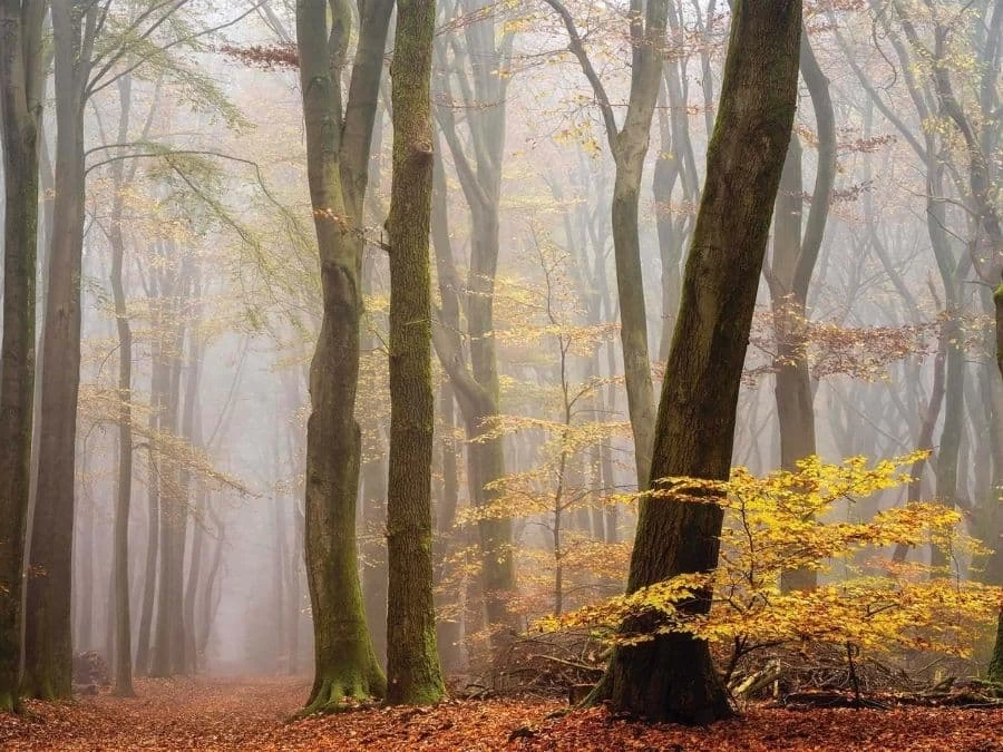 Foggy Fall Wallpaper 2 Foggy Fall Wallpaper - Image 2