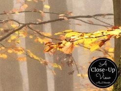 Foggy Fall Wallpaper 7 Foggy Fall Wallpaper -Wallpaper Mural Shop Foggy Fall Wallpaper Close up About Murals