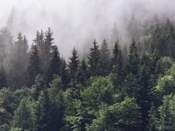 Foggy Forest Wallpaper -Wallpaper Mural Shop Foggy Forest Wallpaper
