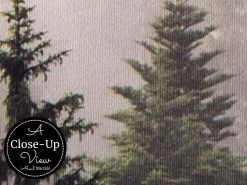 Foggy Forest Wallpaper -Wallpaper Mural Shop Foggy Forest Wallpaper Close up About Murals