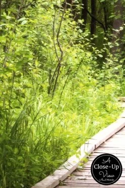 Forest Boardwalk Wallpaper -Wallpaper Mural Shop Forest Boardwalk Wallpaper Close up About Murals