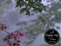 Forest Stream Wallpaper -Wallpaper Mural Shop Forest Garden Wallpaper Close up About Murals